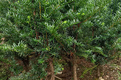 家庭种植苗